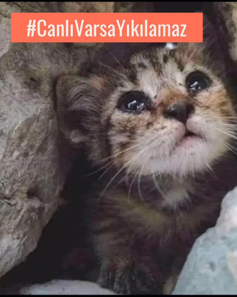 Canlı varsa yıkılamaz dedik .Canlı var sepetli vinç yok dediler yıkmaya başladılar .Koca memlekette bir tane sepetli vinç bulunamadı ..Bu çocuk enkazdan çıkmıştı göz yaşlarını görüyorsunuz değil mi ? Affetmeyeceğim ! #galeriakurtarılmayıbekliyor yazıklar olsun. Canda ayrım olmaz