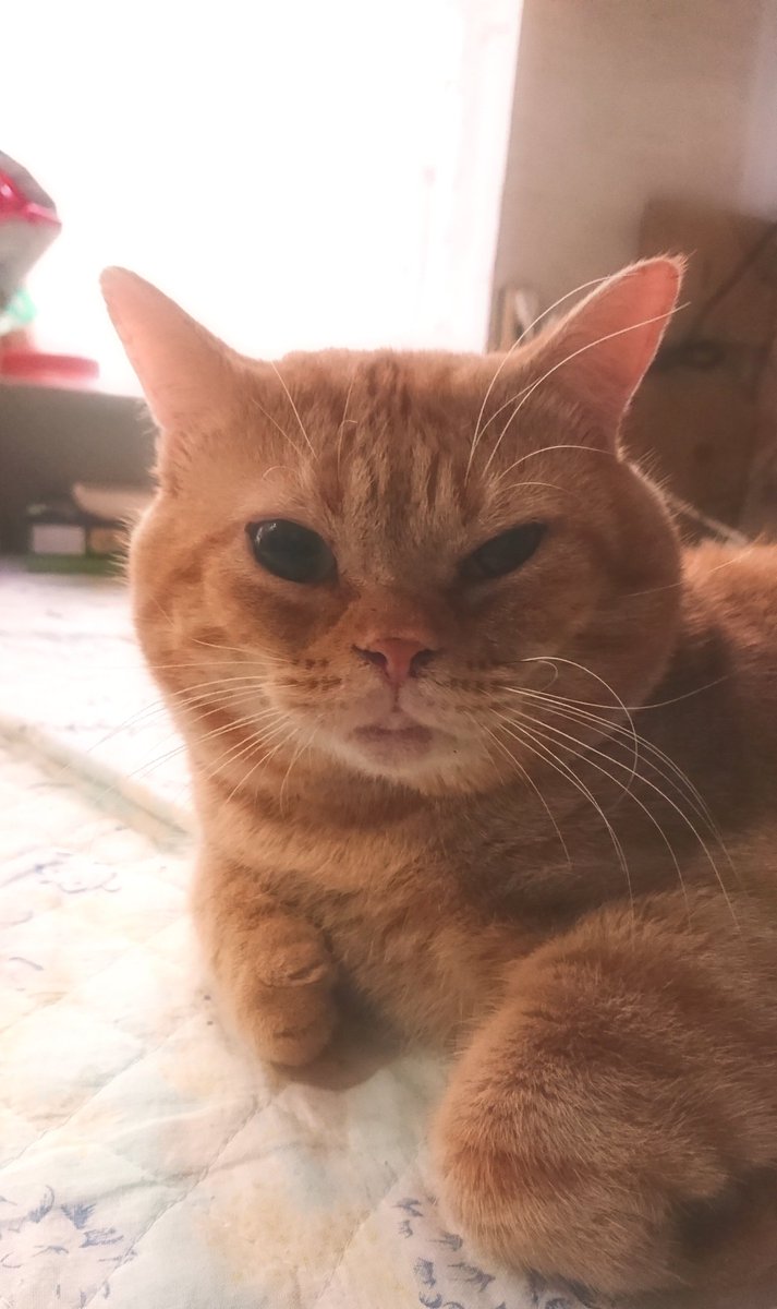 NekojiriA's tweet photo. ぼくのつめとぎとおもちゃもなくなっちゃったです。

 #ねこの日  #猫 #あめしょ https://t.co/MGhfS3TzI9