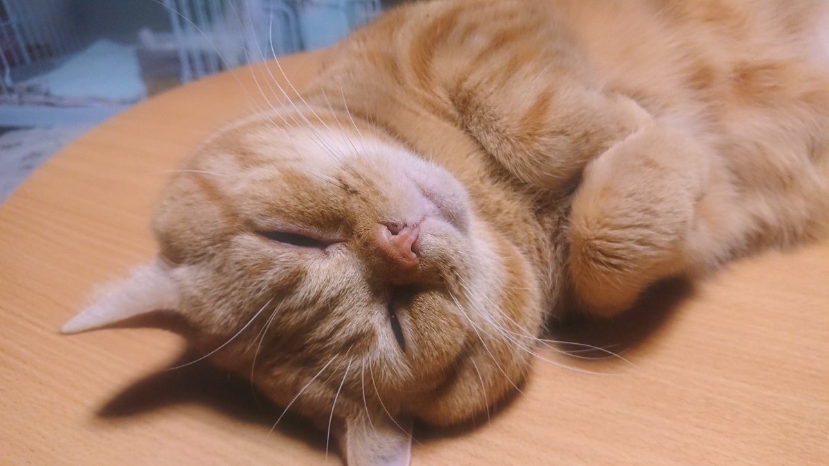 NekojiriA's tweet photo. みんなおひさしです。
へんなおうちにつれて来られたです。お世わがかりは  ひっこし
といってたです。

#ねこの日  #茶トラ  #アメショ https://t.co/1kJv55tK3b