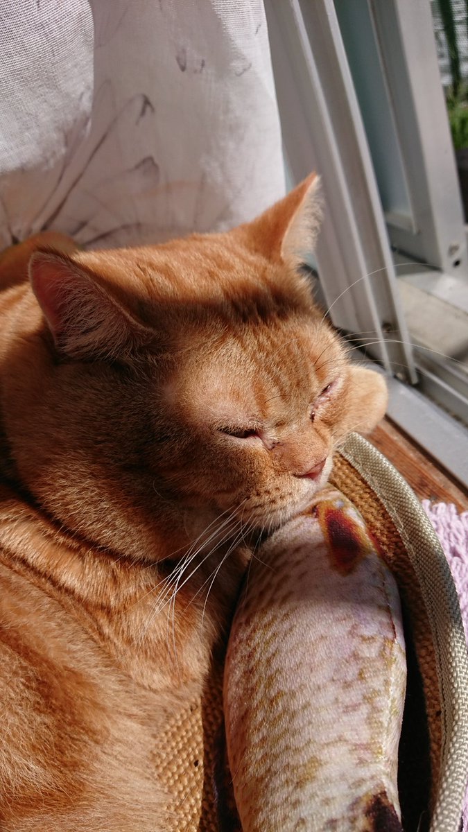 NekojiriA's tweet photo. ひっこし は  さいていです。
でも  まあ  ゆるすです。

#猫の日  #茶トラ  #アメショ https://t.co/Ph0BjxKCS3