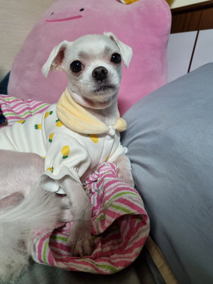 syan1049's tweet photo. 오랜만에 올리는 삼형제 근황 https://t.co/RtDpB53KGY