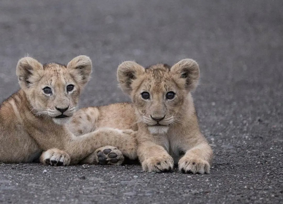 SANParks's tweet photo. Cuteness overload. 🦁
__
📸 Nic Wright📍#KrugerNationalPark #LiveYourwild #SANParks #kruger #lion #wildlife #wildlifephotography https://t.co/bp9LZv80Zq