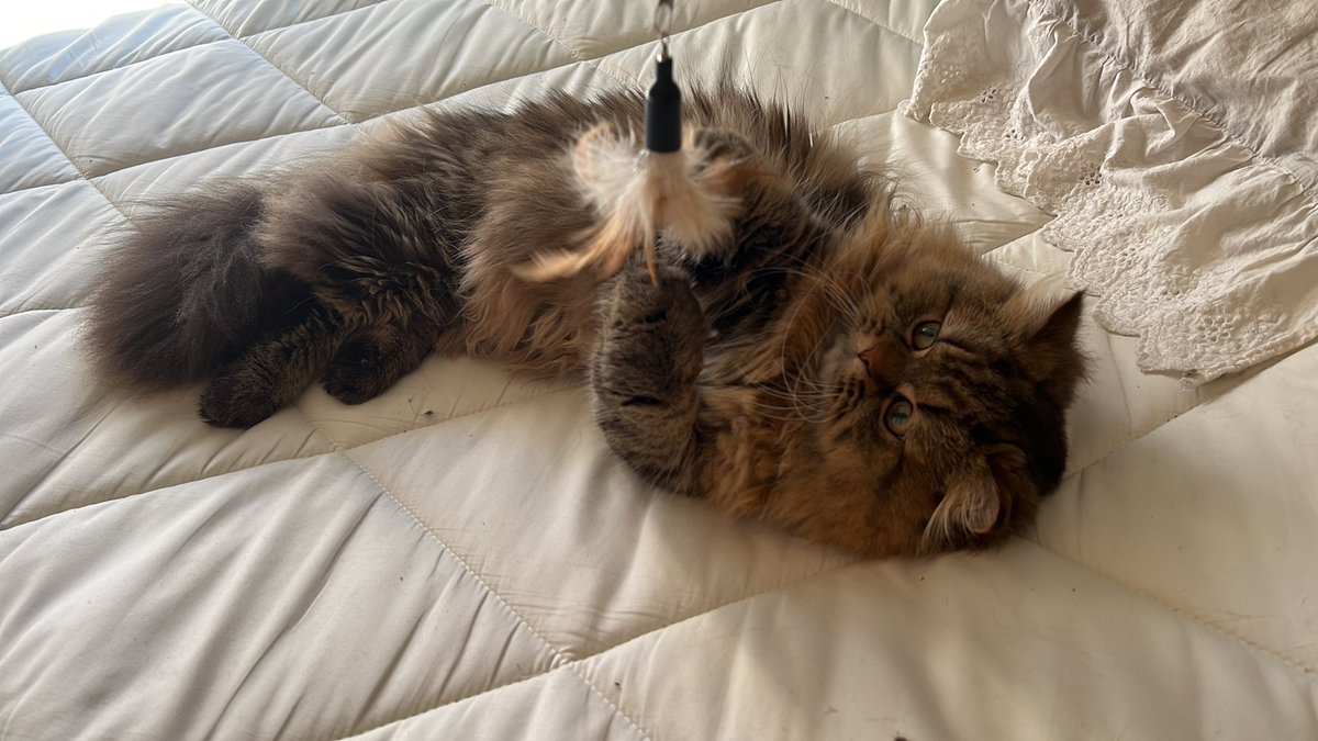 ruru_robot's tweet photo. 今日は2/22猫の日🥰まいきーが家族になってくれた日からはや7ヶ月ぐらい😌いつもありがとうね☺️これからもずーっと大好きだよ🥰でも私の腕に跨って腰を振るのはやめてね！😳笑 https://t.co/QpaLBcaJvR