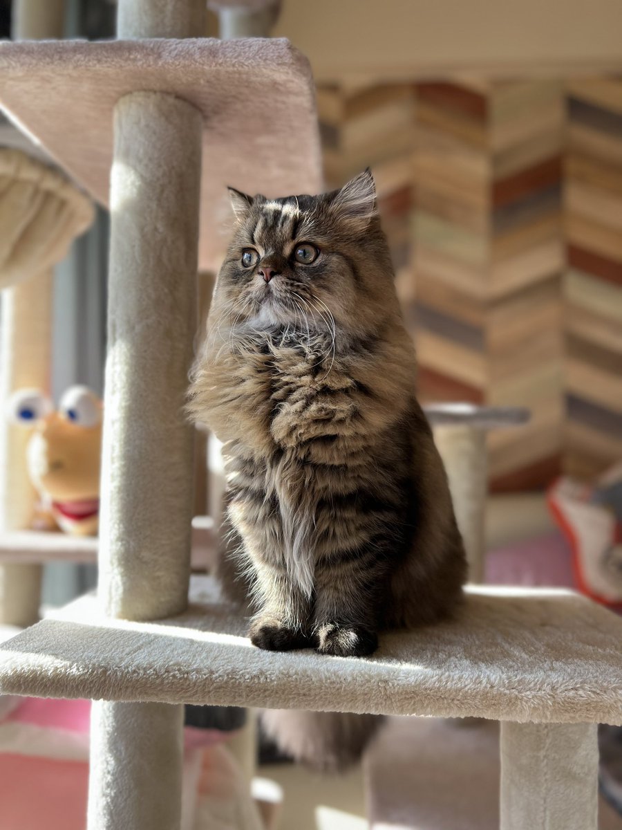 ruru_robot's tweet photo. 今日は2/22猫の日🥰まいきーが家族になってくれた日からはや7ヶ月ぐらい😌いつもありがとうね☺️これからもずーっと大好きだよ🥰でも私の腕に跨って腰を振るのはやめてね！😳笑 https://t.co/QpaLBcaJvR