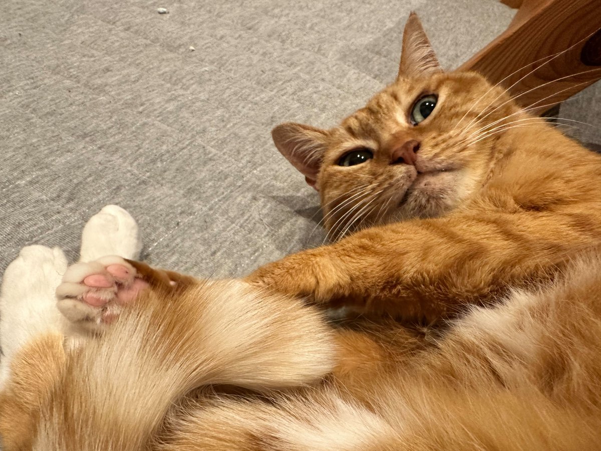 gxp_inc's tweet photo. 2/22は猫の日！かわいい！癒し！
#GxP #GxPの日常 https://t.co/HcojnIKZdb