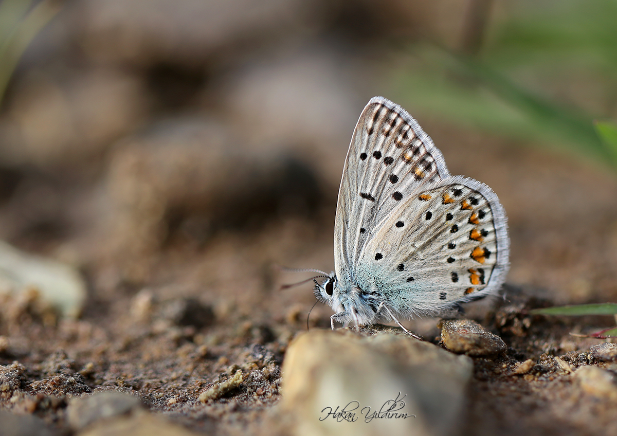 İsmini Hatay'dan alan 3 kelebeğimiz var. 
Hatay`ın Çokgözlü Güzel Mavisi
Hataylı İparhan
Çokgözlü Hatay Mavisi
Hatay'ın bize kattığı daha çok şey var. Hatay da , bu güzellikler de yaşayacak.