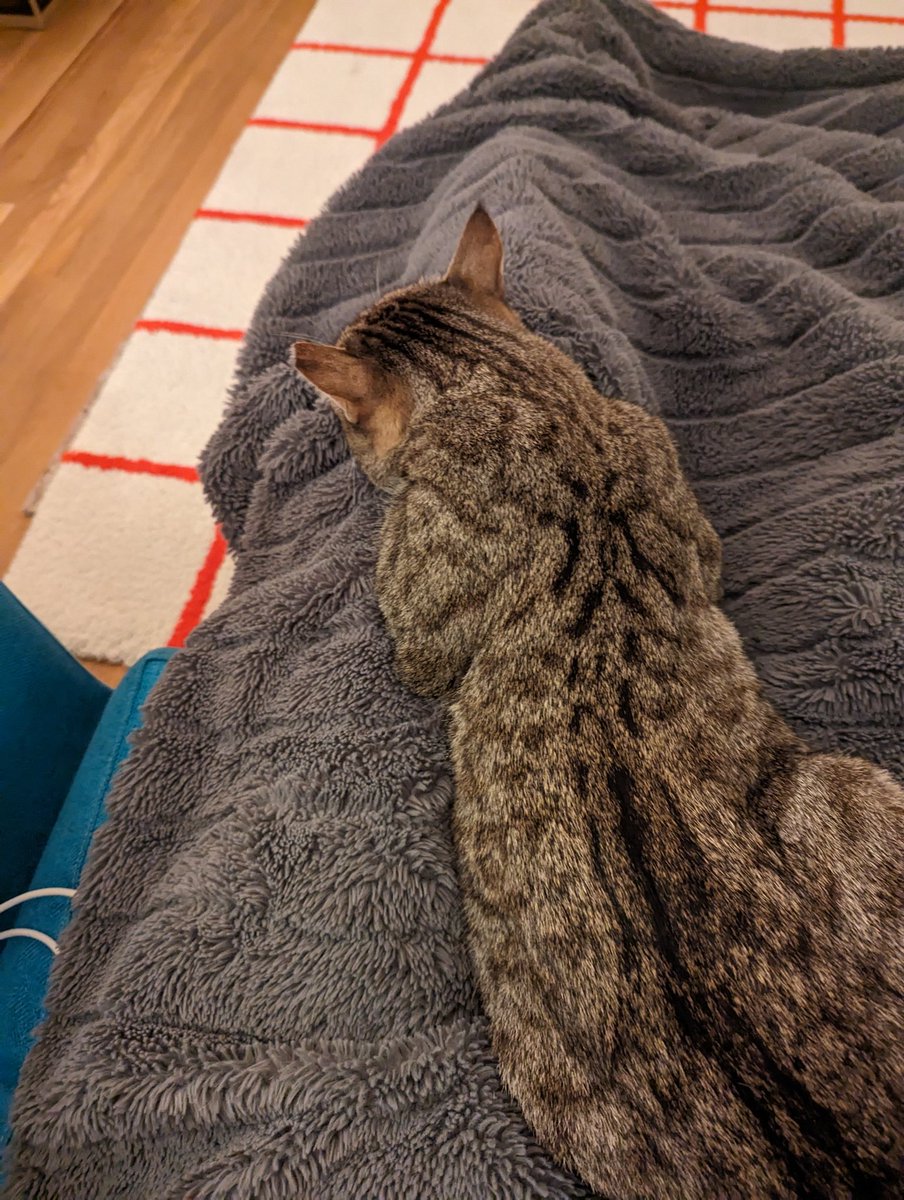 pico cat tweet media