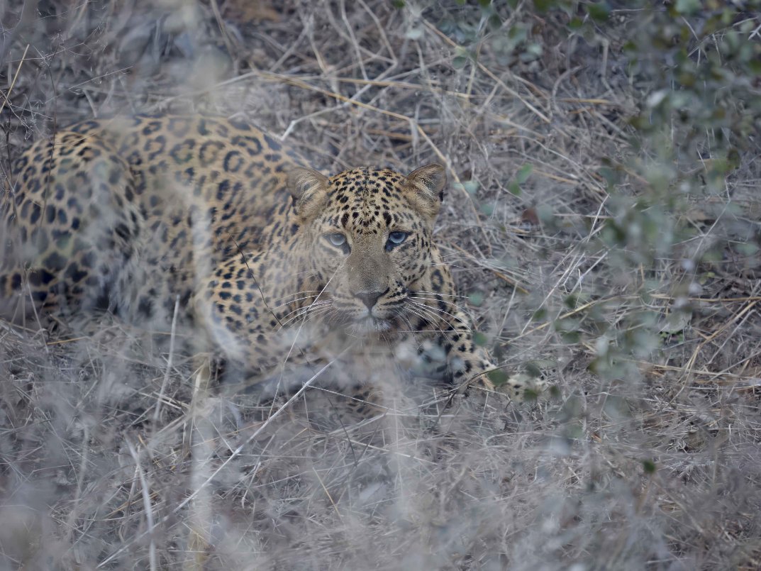 Leopard
Jhalana. Jaipur RJ
Feb 2023