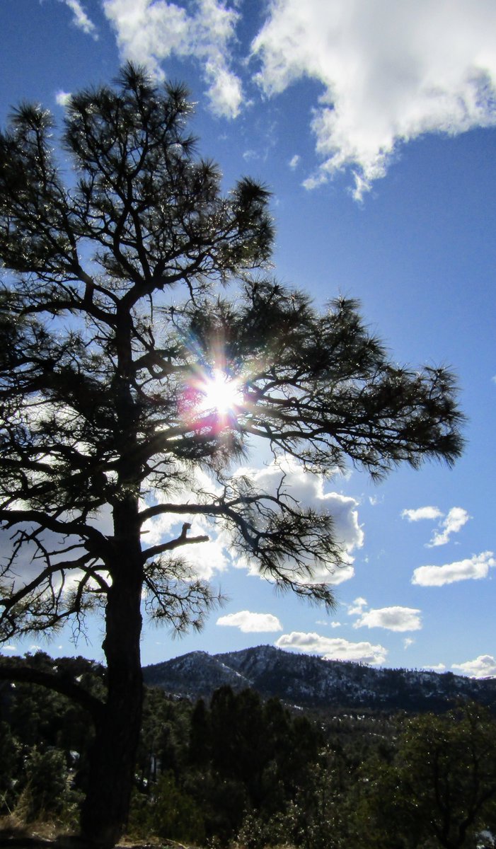 As sunbeams stream through liberal space 
And nothing jostle or displace, 
So waved the pine-tree through my thought 
And fanned the dreams it never brought.
~R. W. Emerson

#treehuggers
#naturelovers 
#morningthoughts 
#ThursdayThoughts 
#GoodMorningTwitterWorld 
#AzHiking