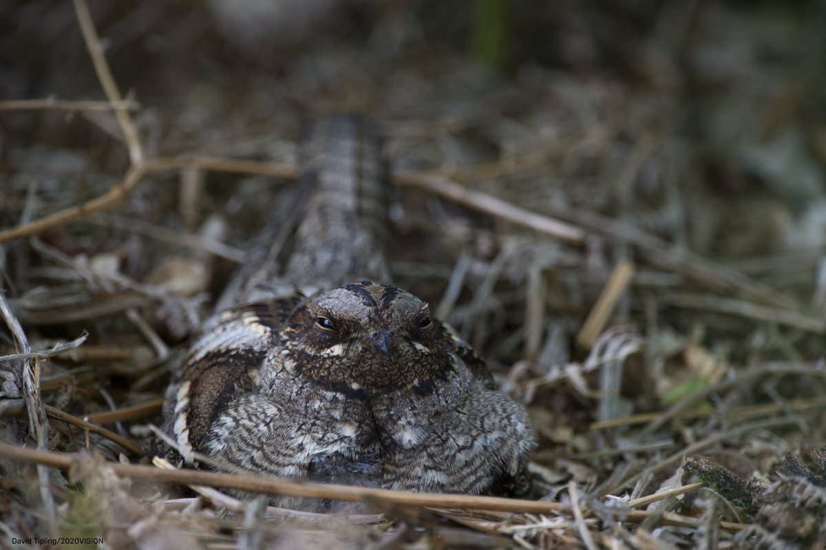 WildlifeTrusts's tweet image. Did you know that even the friendliest of dogs can threaten our wildlife? 💔 

The Wildlife Trusts and @DogsTrust are asking people to keep their pooches on leads. This will protect some of our most vulnerable species, like nesting birds. 🐦 wildlifetrusts.org/news/pet-owner…