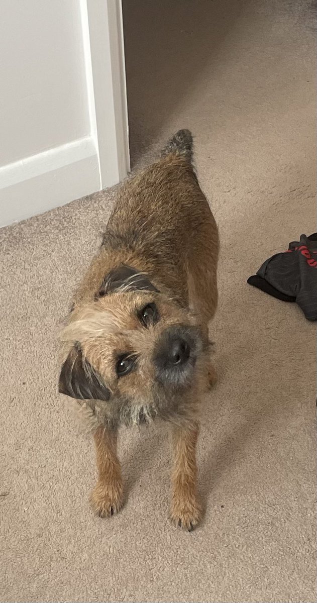 I had to get up 3 times in the nite to horganize the foxies. Dey needed so much shoutin at.