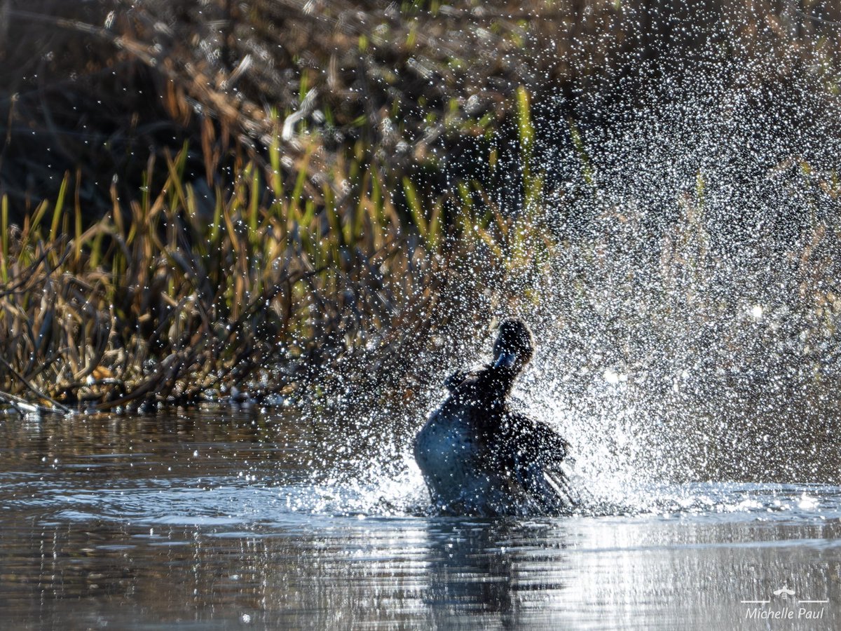 nature_michelle's tweet photo. This Mallard Duck was certainly making a splash!

#BirdsOfTwitter #BirdsSeenIn2023 #birds #birdphotography #birdwatching #TwitterNatureCommunity #TwitterNaturePhotography #splash #bath_time #duck #cuteanimals https://t.co/05KKnKWJa3