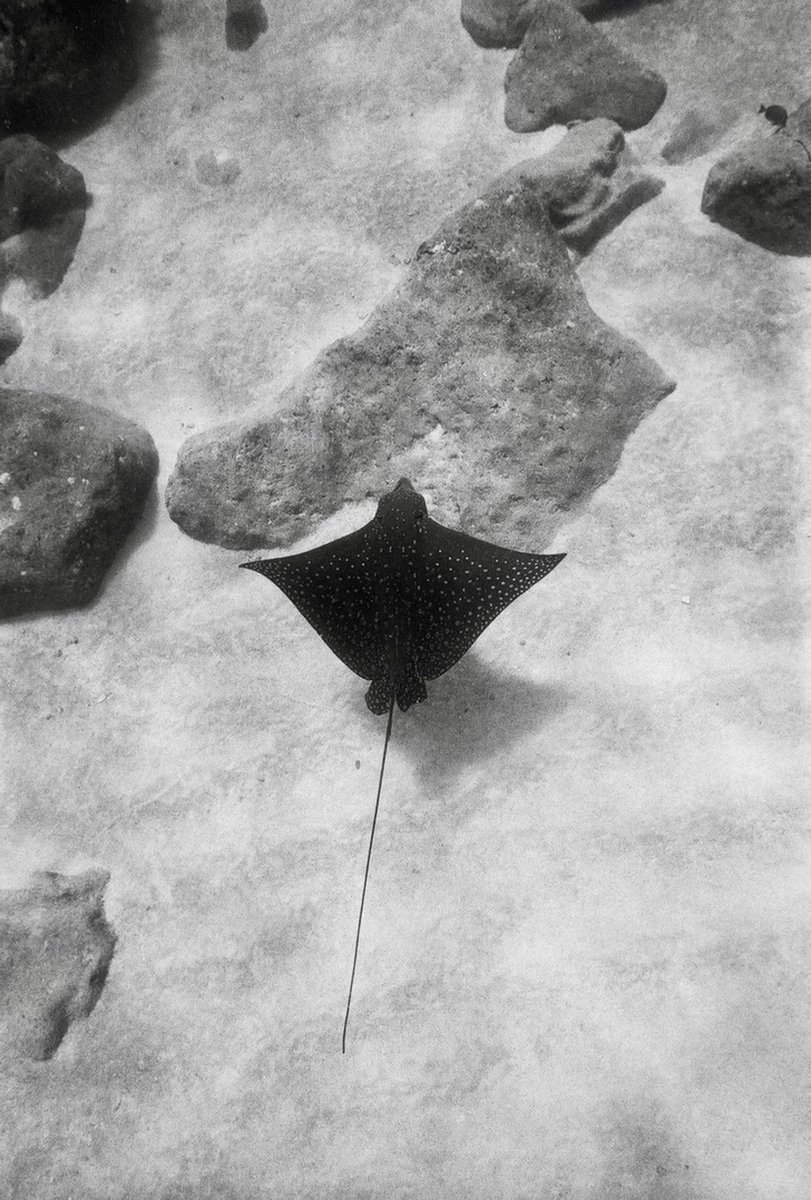 Katharine Kollman tweet media