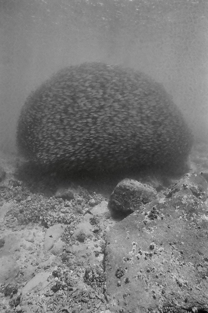 Katharine Kollman tweet media