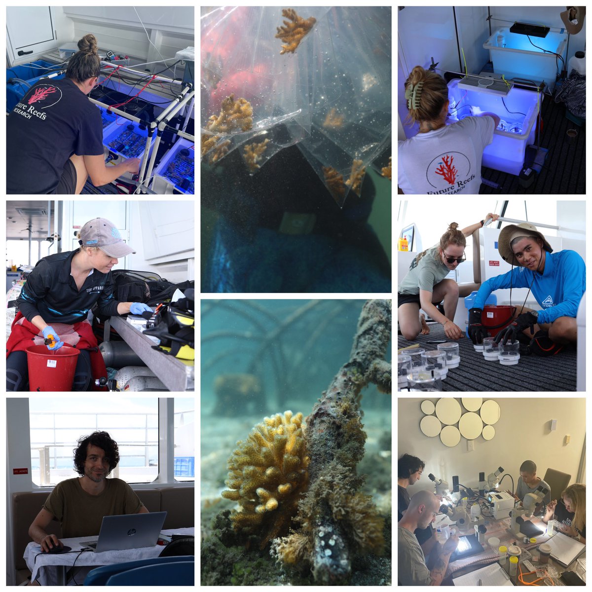 Emma Camp (@emmafcamp) on Twitter photo One year on, back testing the thermal performance of the mangrove corals transplanted to the reef. A big day, & night ahead, but couldn’t ask for a better team to be in the field with <a href="/Andrei_Herdean/">Andrei Herdean</a> <a href="/england_hadley/">Hadley England</a> <a href="/ChristineDRoper/">Christine Roper</a> <a href="/wing_coral/">Wing Y Chan</a> <a href="/HowlettLorna/">Lorna Howlett</a> <a href="/DilerniaNikki/">Nikki Di Lernia</a> 🪸🔬💙 One year on, back testing the thermal performance of the mangrove corals transplanted to the reef. A big day, & night ahead, but couldn’t ask for a better team to be in the field with <a href="/Andrei_Herdean/">Andrei Herdean</a> <a href="/england_hadley/">Hadley England</a> <a href="/ChristineDRoper/">Christine Roper</a> <a href="/wing_coral/">Wing Y Chan</a> <a href="/HowlettLorna/">Lorna Howlett</a> <a href="/DilerniaNikki/">Nikki Di Lernia</a> 🪸🔬💙