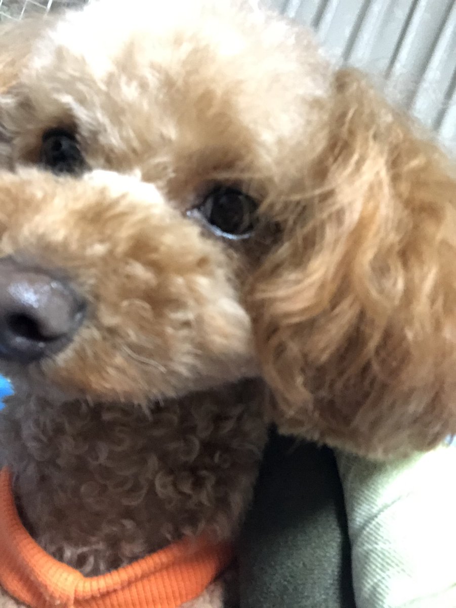 InssI_ps's tweet image. うちの犬でも見て落ち着けお前ら