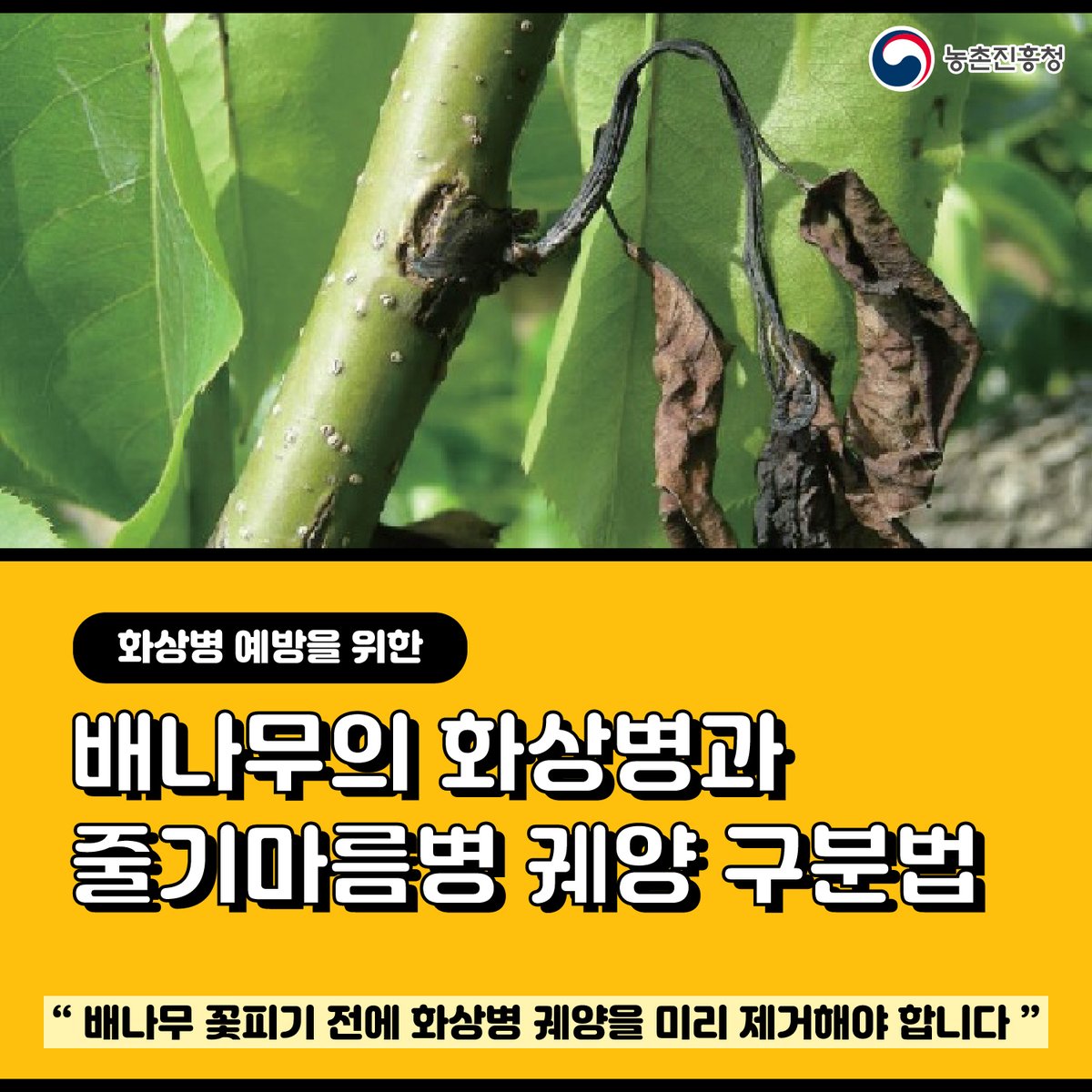 농촌진흥청 tweet media