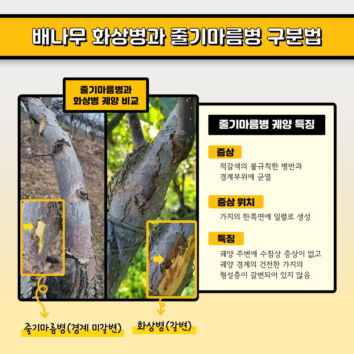 화상병 확산을 막으려면 꽃피기 전 궤양 제거가 중요⭐⭐⭐⭐⭐
🔍배나무 화상병과 줄기마름병 궤양, 이렇게 구분해요!
✅화상병과 줄기마름병 궤양 특징
✅화상병 궤양 제거 방법
📞화상병 의심신고 1833-8572

#과수원 #배 #궤양 #궤양제거 #화상병 #과수화상병 #화상병예방