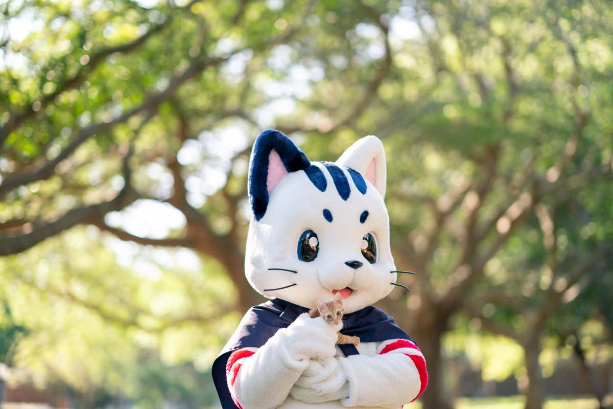 きょうは #ねこの日 ですね〜！
ボクと オレンジくんは ともだちですにゃ〜😸
#猫の日
#猫の日2023 
#にゃんにゃんにゃんの日