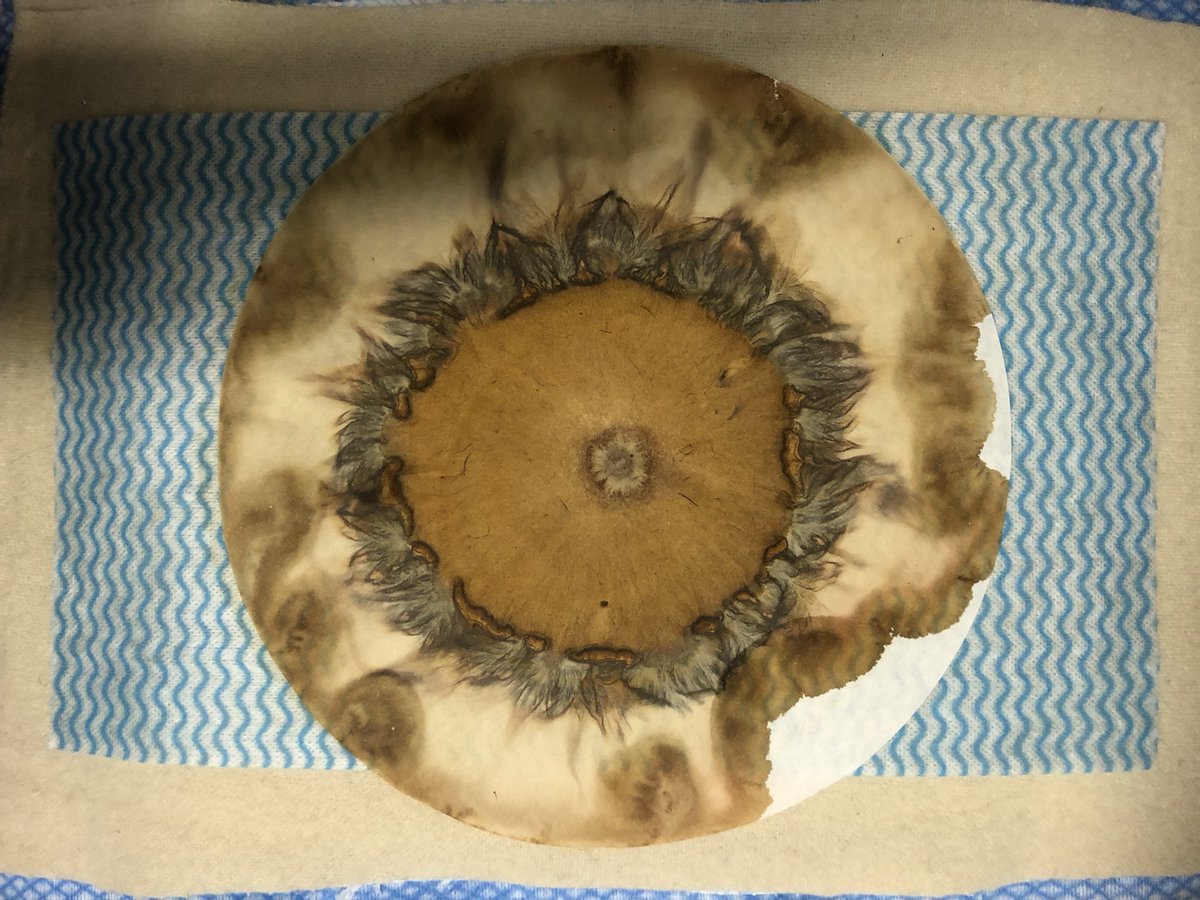 Plants draw out themselves through a slow circular process - adapting basic scientific methods in new ways. Magic!