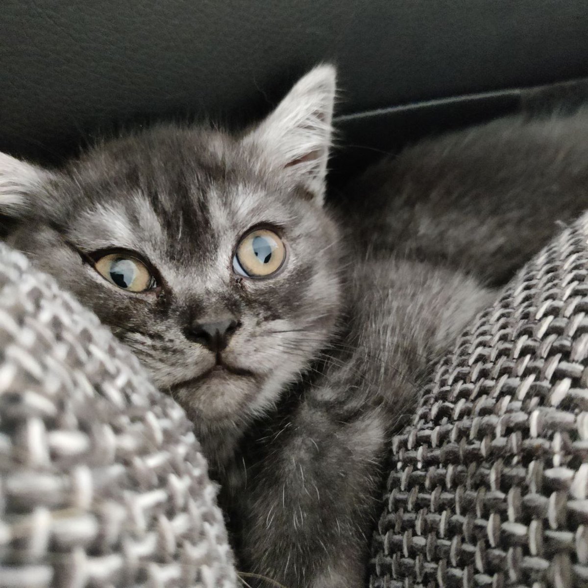 Melancholic (@moondrop) on Twitter photo 