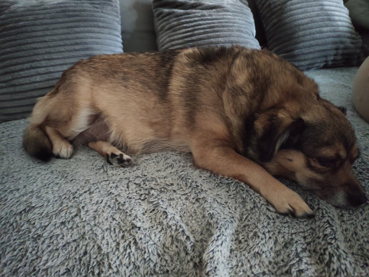 Hey Moon ! ♥️ Du weisst noch gar nicht was passieren wird. Heute geht's in die Tierklinik.. Kreuzbandriss-Op Teil 1 rechte Seite. In 6-8 Wochen dann die linke Seite. Hoffentlich packst Du die Narkose und verkraftest die nächsten Wochen 🙏