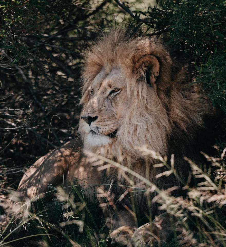 hotspots2c's tweet image. ❤️ MEMORIES 🐘🦁 Africa will surely leave an impression... 
-&quot;May I be strong and courageous like them!&quot; | 📸 @maduadv
-&quot;Since I‘ve watched the Lion King as a little child I always dreamed about travelling to Africa someday... -  | 📸 @laauramonique
-
Come SAFARI with us.