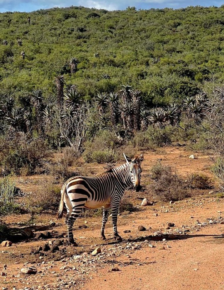 hotspots2c's tweet image. ❤️ MEMORIES 🐘🦁 Africa will surely leave an impression... 
-&quot;May I be strong and courageous like them!&quot; | 📸 @maduadv
-&quot;Since I‘ve watched the Lion King as a little child I always dreamed about travelling to Africa someday... -  | 📸 @laauramonique
-
Come SAFARI with us.