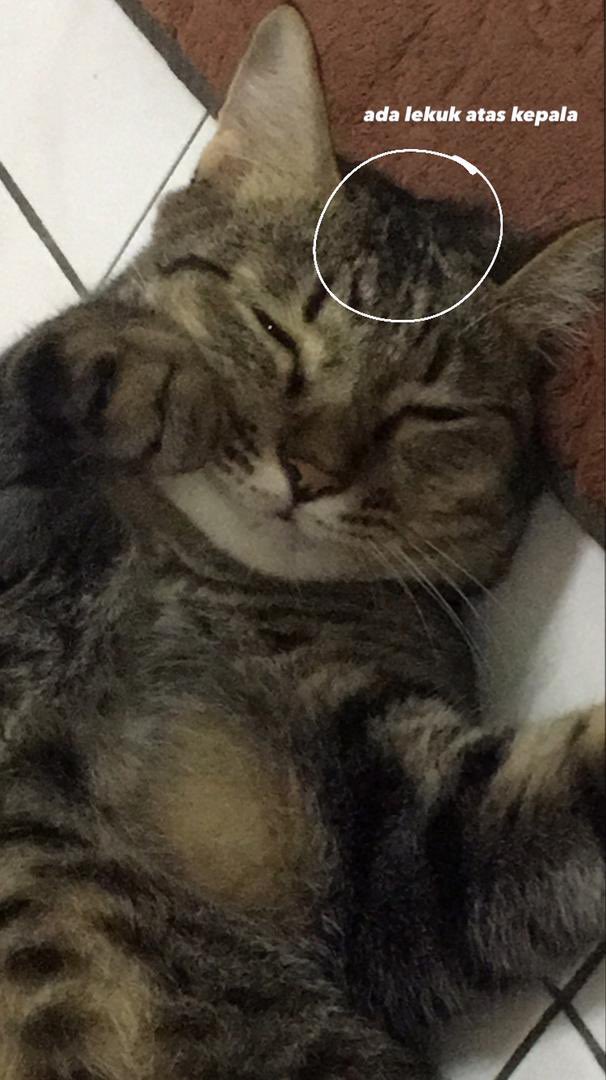 mycatjennie's tweet photo. ‼️KUCING HILANG‼️
     [ di teluk batik ]

• betina
• berbelang hitam
• ekor panjang
• bawah perut tiada bulu
• ada lekuk atas kepala
• sudah dimandulkan

JIKA TERJUMPA / TERAMBIL SILA HUBUNGI : 018 - 5737 049 / 011 - 2154 5096 ( call/whatsapp )

✅ GANJARAN AKAN DIBERIKAN https://t.co/tPRLLsSkki