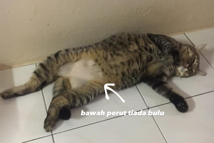 mycatjennie's tweet photo. ‼️KUCING HILANG‼️
     [ di teluk batik ]

• betina
• berbelang hitam
• ekor panjang
• bawah perut tiada bulu
• ada lekuk atas kepala
• sudah dimandulkan

JIKA TERJUMPA / TERAMBIL SILA HUBUNGI : 018 - 5737 049 / 011 - 2154 5096 ( call/whatsapp )

✅ GANJARAN AKAN DIBERIKAN https://t.co/tPRLLsSkki