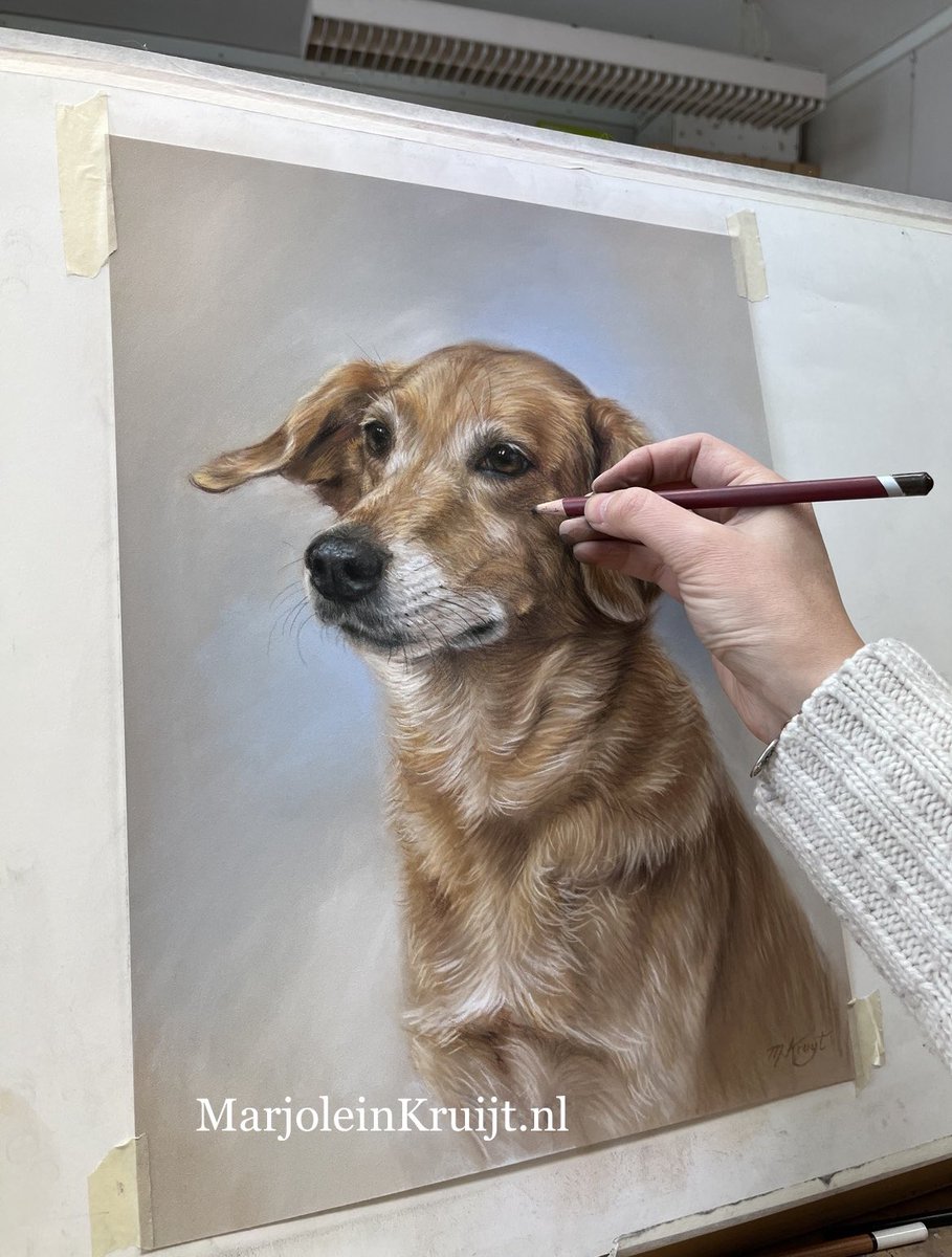 #pastelpainting of a dog (in commission) #pastelpencils #pastelmat #petportrait #art #dogpainting #dogart #dutchart #kunst