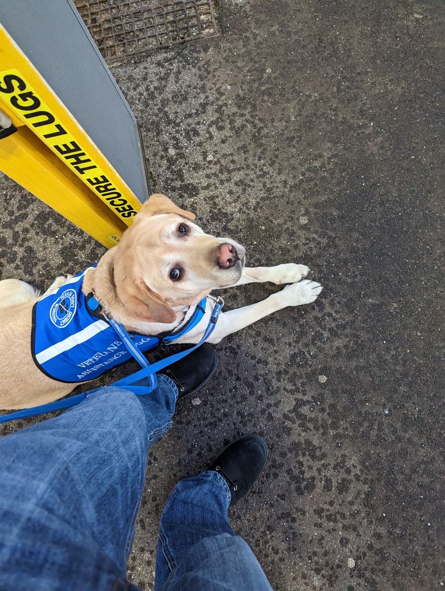 AssistanceZiggy's tweet photo. Hey..

Guess what, sticking your grotty human hands in front of my nose is a distraction. 

Would you like it? NO

#DoNotDistract #NotJustADog https://t.co/om177flDeS