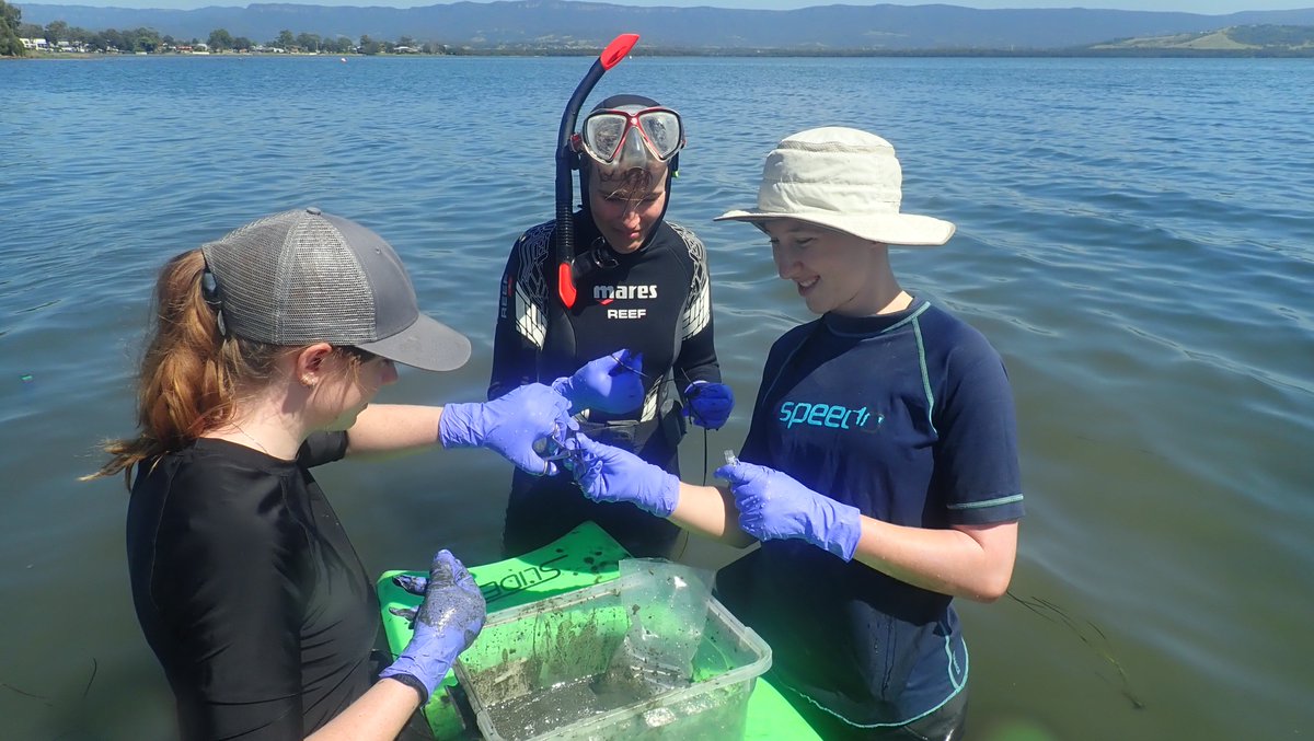 Josee Hart (@joseelhart) on Twitter photo Exciting to get out into the seagrass and do some sampling of Zostera and Halophila sp. last week! Bodyboards can be so useful..
Thanks <a href="/katie_erick/">Katie Erickson</a> <a href="/Renske_Jongen/">Renske Jongen</a> <a href="/orlamckibbin/">Orla McKibbin</a> <a href="/HannahEWesley/">Hannah Wesley</a> Dana Lanceman & Luke Walker for field help, and <a href="/DR_GRIB/">Paul Gribben</a> @ZiggyMarzinelli Tim Glasby! Exciting to get out into the seagrass and do some sampling of Zostera and Halophila sp. last week! Bodyboards can be so useful..
Thanks <a href="/katie_erick/">Katie Erickson</a> <a href="/Renske_Jongen/">Renske Jongen</a> <a href="/orlamckibbin/">Orla McKibbin</a> <a href="/HannahEWesley/">Hannah Wesley</a> Dana Lanceman & Luke Walker for field help, and <a href="/DR_GRIB/">Paul Gribben</a> @ZiggyMarzinelli Tim Glasby!