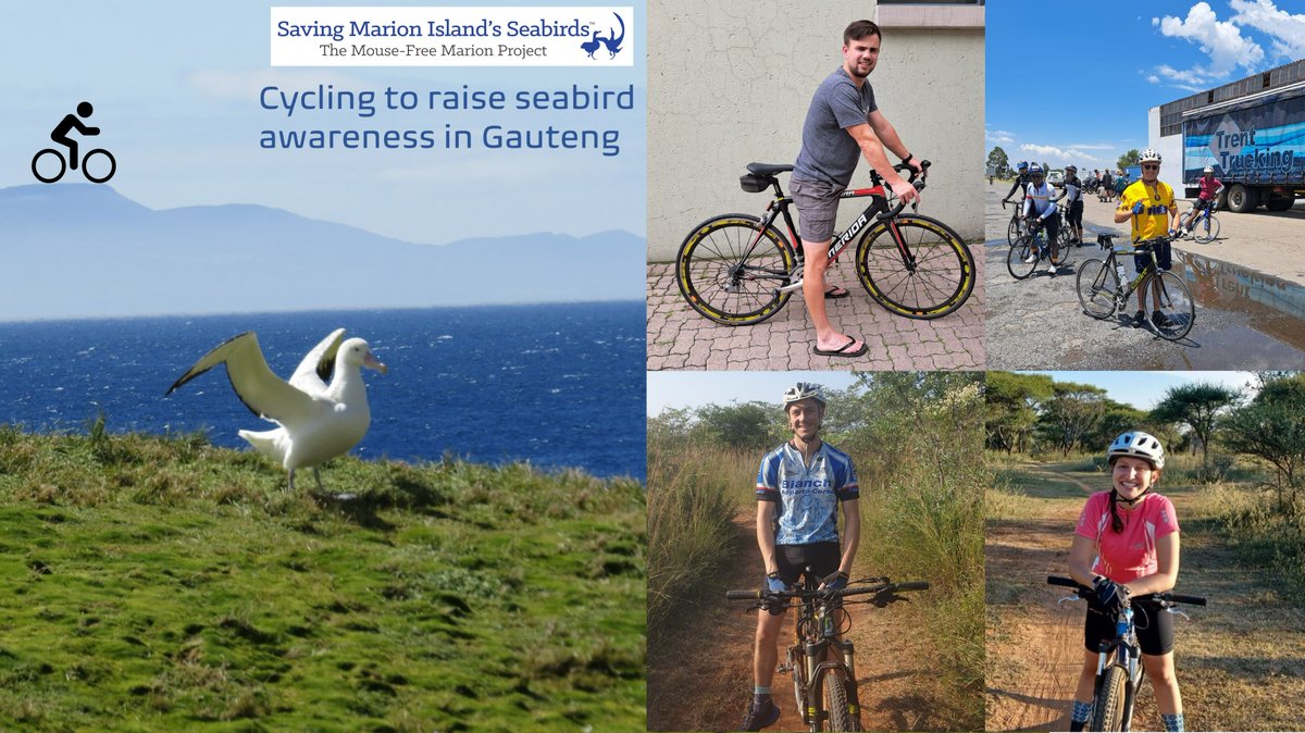 apecssa's tweet photo. Support this #cycling group who are raising funds for the #MouseFreeMarion Project to #eradicate house mice from #MarionIsland to save #seabirds. R10 = 1 km of #cycling that they will be doing in the #Groottrap @GrootFM. Donate at the link: https://t.co/ECM8aFGxug https://t.co/i1CoypvSGz