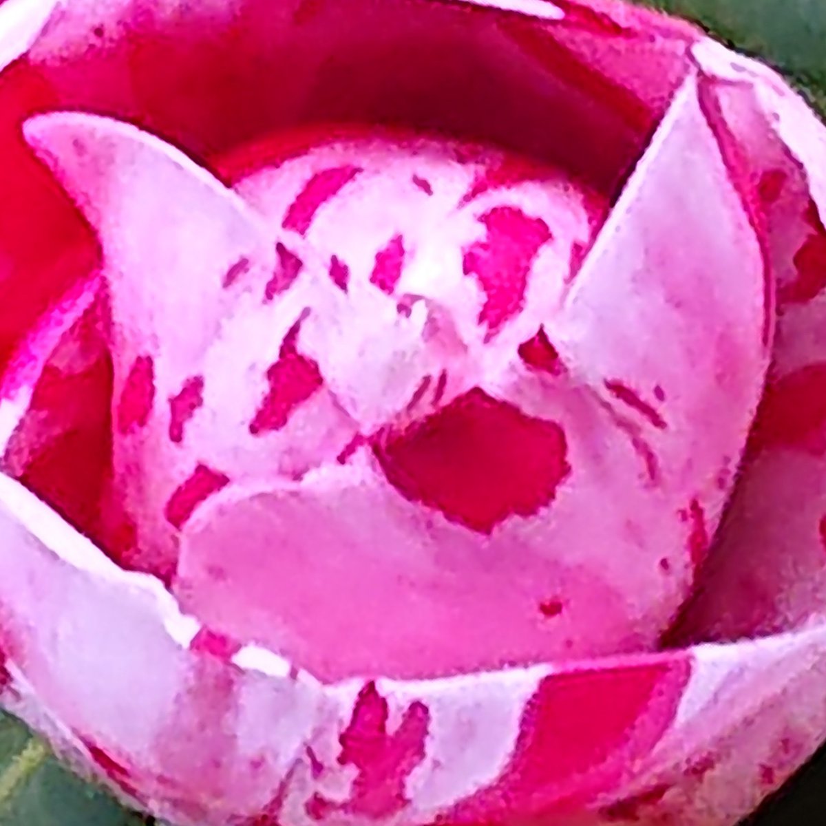 ken21dak2's tweet image. #猫の日
#２０２２年２月２２日
咲きかけの
#ツバキ の花です🤗💕
🏵️💓🐈️