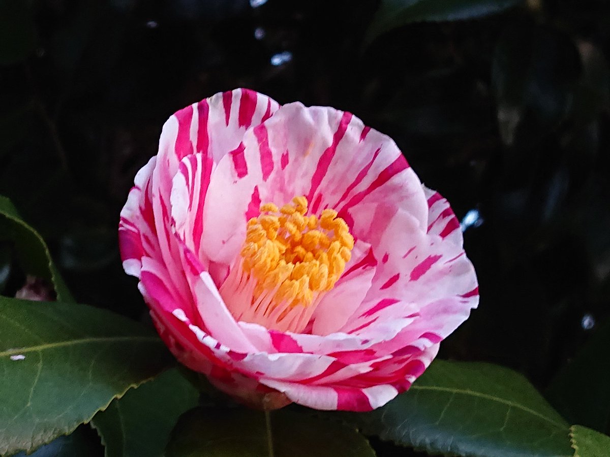 ken21dak2's tweet image. #猫の日
#２０２２年２月２２日
咲きかけの
#ツバキ の花です🤗💕
🏵️💓🐈️