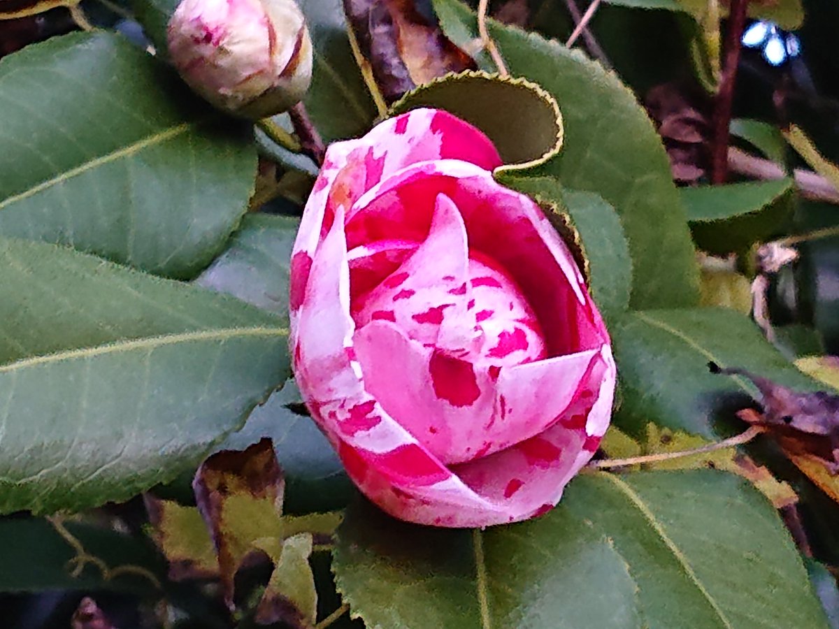 ken21dak2's tweet image. #猫の日
#２０２２年２月２２日
咲きかけの
#ツバキ の花です🤗💕
🏵️💓🐈️