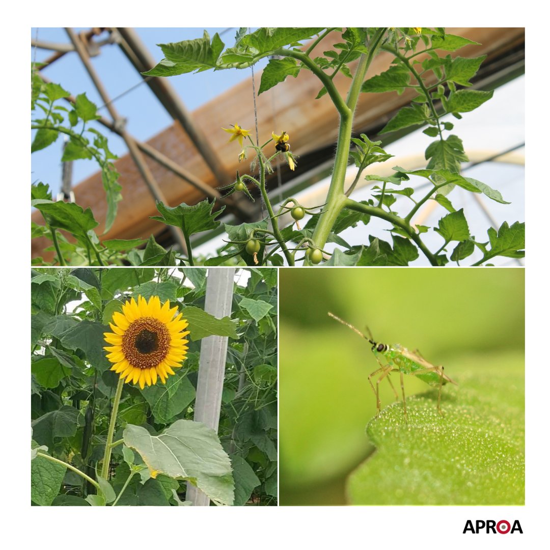 🌱 🌍 En el #DíaMundialdelClima 🌱 🌍 queremos destacar el papel fundamental de los #invernaderos solares ☀ como modelo contra el cambio climático, ya que alimentan de forma sostenible a más de 500 millones de habitantes de la UE, en tan solo el 3,4% del territorio que ocupan.