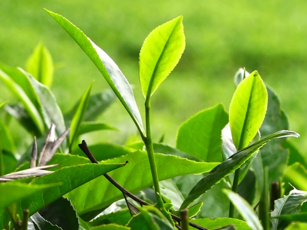 Yara International on Twitter "DYK green, black & oolong tea are made