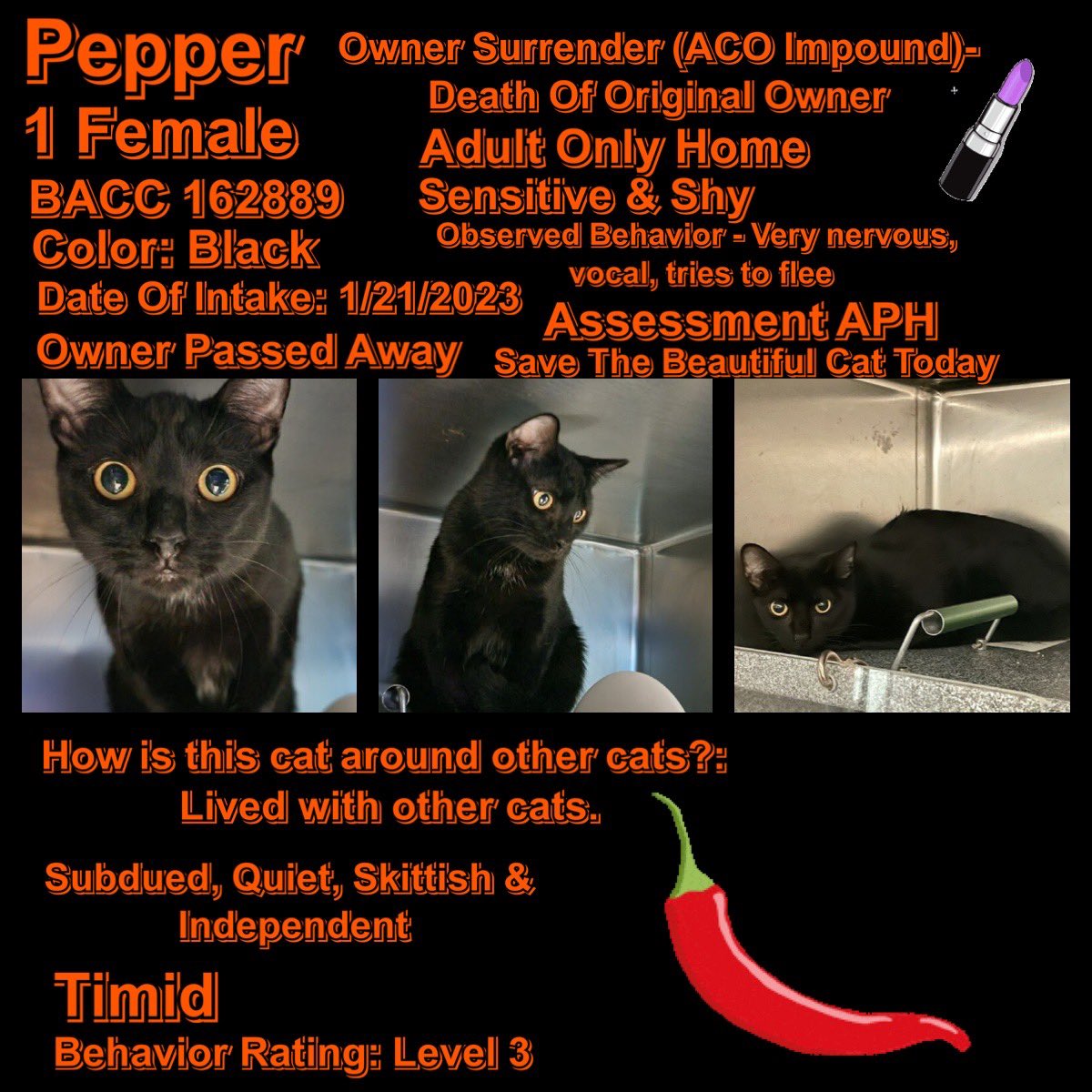 Kimberlykokourt's tweet image. Handsome &amp;amp; Beautiful #Cats #XPac #ID163207 #Chyna #ID163206 #Pepper #ID162889 &amp;amp; #Jacs #ID164017 Are All Scheduled For Euthanasia On Thursday February 23, 2023 At 12PM At The #Manhattan &amp;amp; #Brooklyn Animal Care Center (#NYCACC Shelter)! #CatsOfTwitter #NYC #NY #Adopt #Foster RT