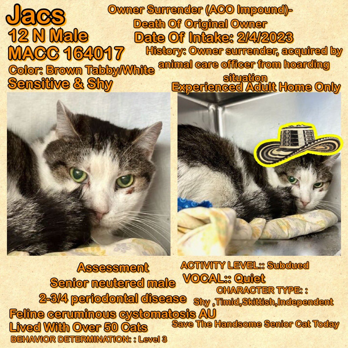 Kimberlykokourt's tweet image. Handsome &amp;amp; Beautiful #Cats #XPac #ID163207 #Chyna #ID163206 #Pepper #ID162889 &amp;amp; #Jacs #ID164017 Are All Scheduled For Euthanasia On Thursday February 23, 2023 At 12PM At The #Manhattan &amp;amp; #Brooklyn Animal Care Center (#NYCACC Shelter)! #CatsOfTwitter #NYC #NY #Adopt #Foster RT