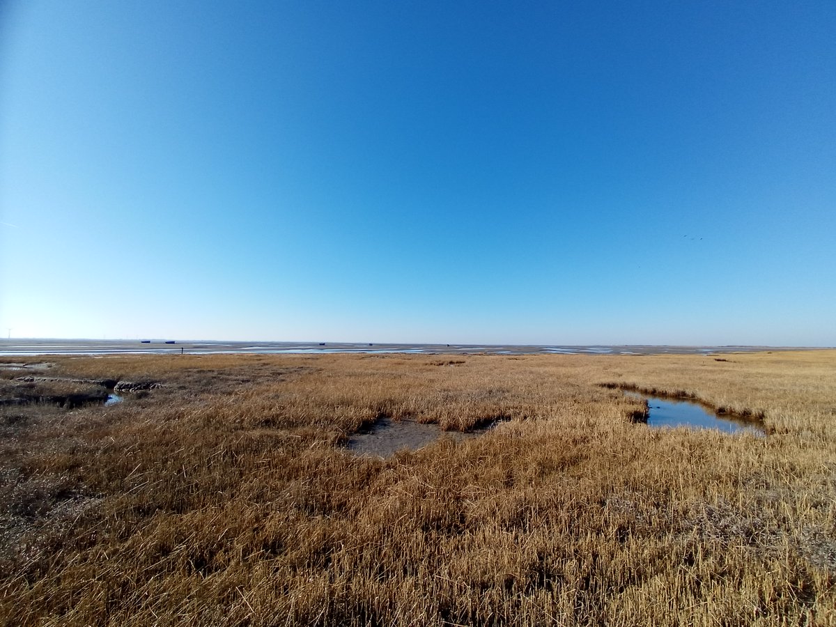 Lojek.O (@lojek_o) on Twitter photo Excited to share our new article on seasonal field measurements of #saltmarsh #biomechanics on the island of Spiekeroog, Wadden Sea with <a href="/viktoria_ksmll/">Viktoria Kosmalla</a> @schuerenkamp <a href="/nilsgoseberg/">Nils Goseberg</a> and more in <a href="/GuteKueste/">Gute Küste Niedersachsen</a> with <a href="/tuBraunschweig/">TU Braunschweig</a> @UniOldenburg
frontiersin.org/articles/10.33… Excited to share our new article on seasonal field measurements of #saltmarsh #biomechanics on the island of Spiekeroog, Wadden Sea with <a href="/viktoria_ksmll/">Viktoria Kosmalla</a> @schuerenkamp <a href="/nilsgoseberg/">Nils Goseberg</a> and more in <a href="/GuteKueste/">Gute Küste Niedersachsen</a> with <a href="/tuBraunschweig/">TU Braunschweig</a> @UniOldenburg
frontiersin.org/articles/10.33…