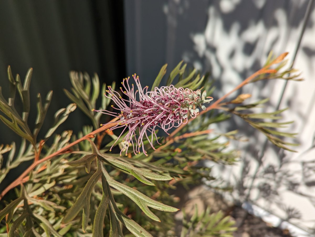 Jeffrey Wilson tweet media