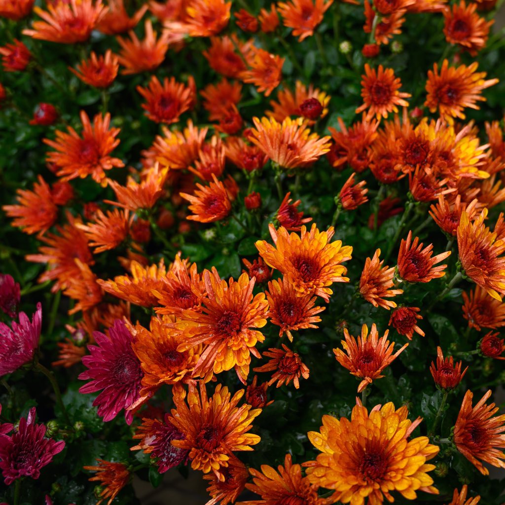 everpixapp's tweet photo. Flowers for every taste in our eponymous category🥰
#wallpaper #screensaver #background #sfondi #papeisdeparede #papeisdeparedetumblr #wallpaperhd #wallpaperiphone #wallpaperandroid #flowers #nature #closeup #macro https://t.co/1uomArfPF4
