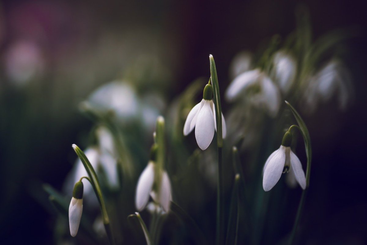KLewisAdair's tweet photo. #Wednesday Word of the Week

From foundations in Anglo-Saxon, words or phrases and words that are still in use today. 

Toweard Springan – Towards Spring

#writers #oldenglish #writingcommunity #writing #HistoricalFiction
https://t.co/DA4Fkj8ow1 https://t.co/gNcXBytjtB