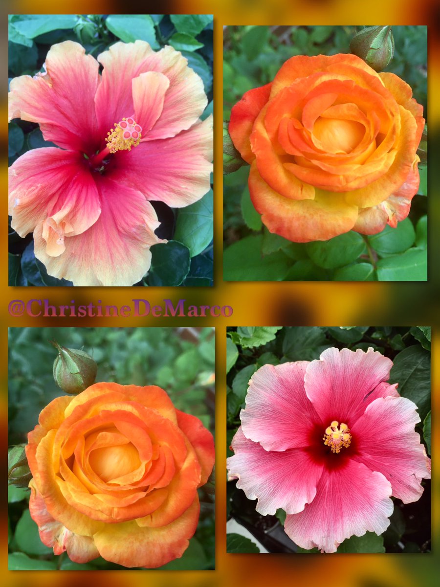 Good 🥰 morning everyone. Last week I didn’t post on #RoseWednesday and I wasn’t able to respond to tweets so I have 2 weeks to make up!  #Roses & friends #Hibiscus in a #TropicalVibe & #Colour match. Pics are from the archives, so I’m posting #Retro & 🤣#ThrowbackThursday too.