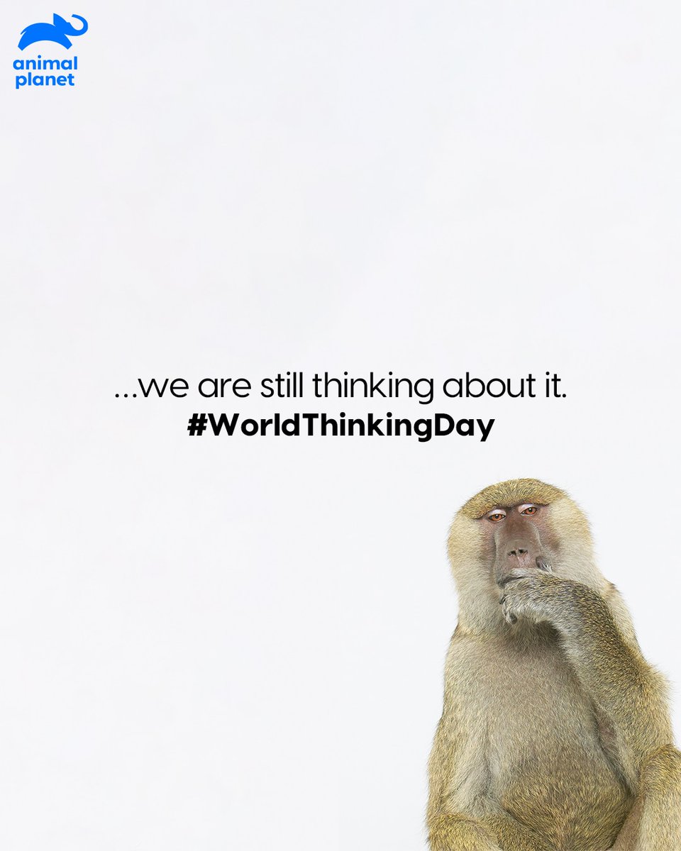 AnimalPlanetIn's tweet photo. What are you thinking about? Tell us in the comments below.
#StillThinkingAboutIt
#AnimPlanetIndia #WorldThinkingDay https://t.co/8C1z9iyVOm