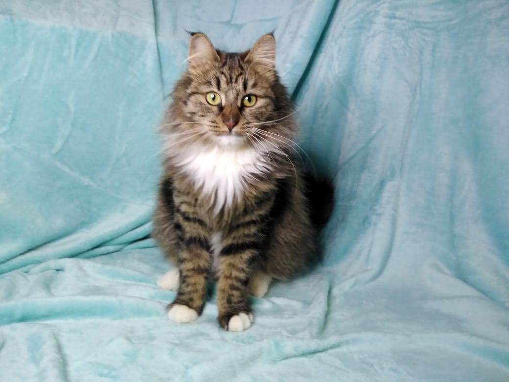 zverikivdar's tweet image. #Москва
Ласковая Катюша ищет дом!❤️🐱
Миниатюрная сибирская красавица была подобрана на улице. Сейчас она живет в приюте. Возраст 1.5 года, стерилизована, хорошо уживается с собаками.
Звоните, ответим на все вопросы.
☎️ 8-903-185-08-74 Максим