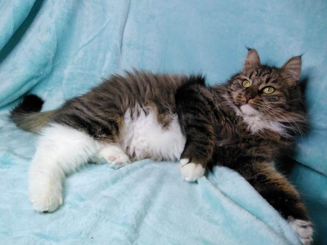 zverikivdar's tweet image. #Москва
Ласковая Катюша ищет дом!❤️🐱
Миниатюрная сибирская красавица была подобрана на улице. Сейчас она живет в приюте. Возраст 1.5 года, стерилизована, хорошо уживается с собаками.
Звоните, ответим на все вопросы.
☎️ 8-903-185-08-74 Максим