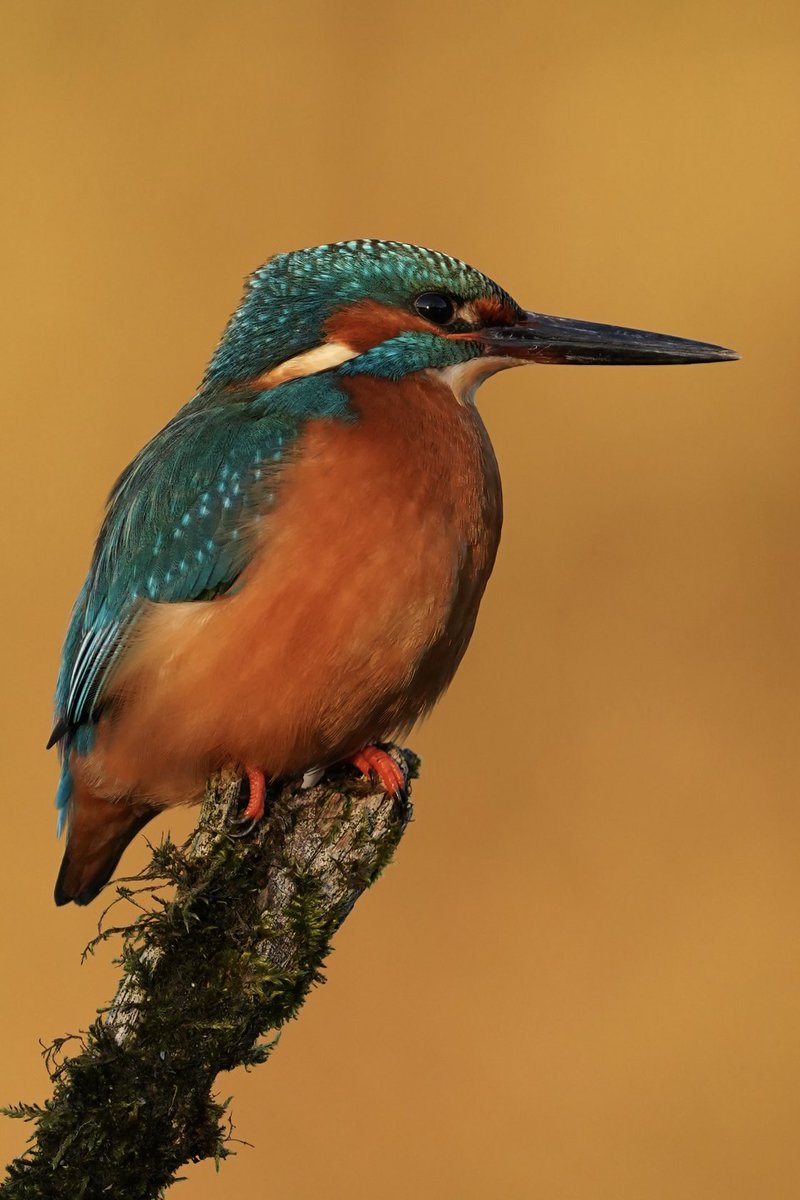 Golden hour Kingfisher